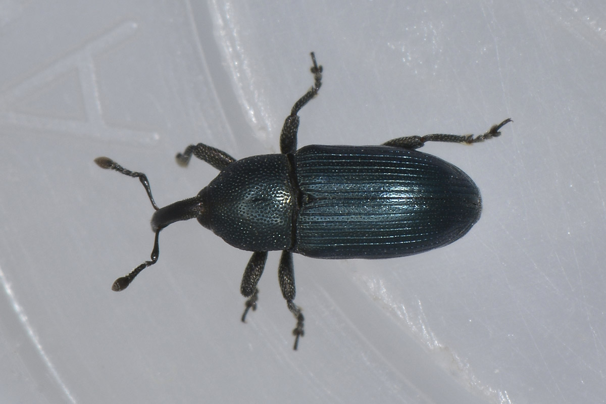 Curculionide da id. - Aulacobaris picicornis